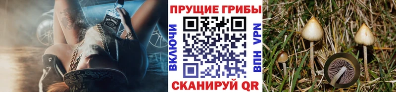 Купить закладки  Новокузнецк  Галлюциногенные грибы Magic Shrooms 